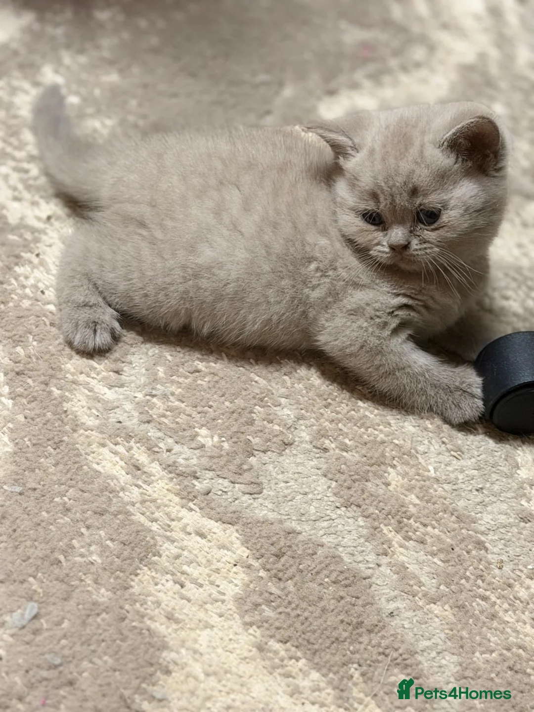 British Shorthair cats for sale: High-Quality British Shorthair Kittens - Advert 2
