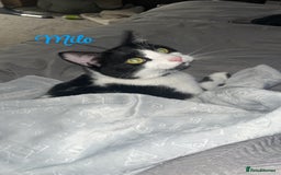 British Shorthair cats for sale: Female & male cat free to a lovely home - Image 2
