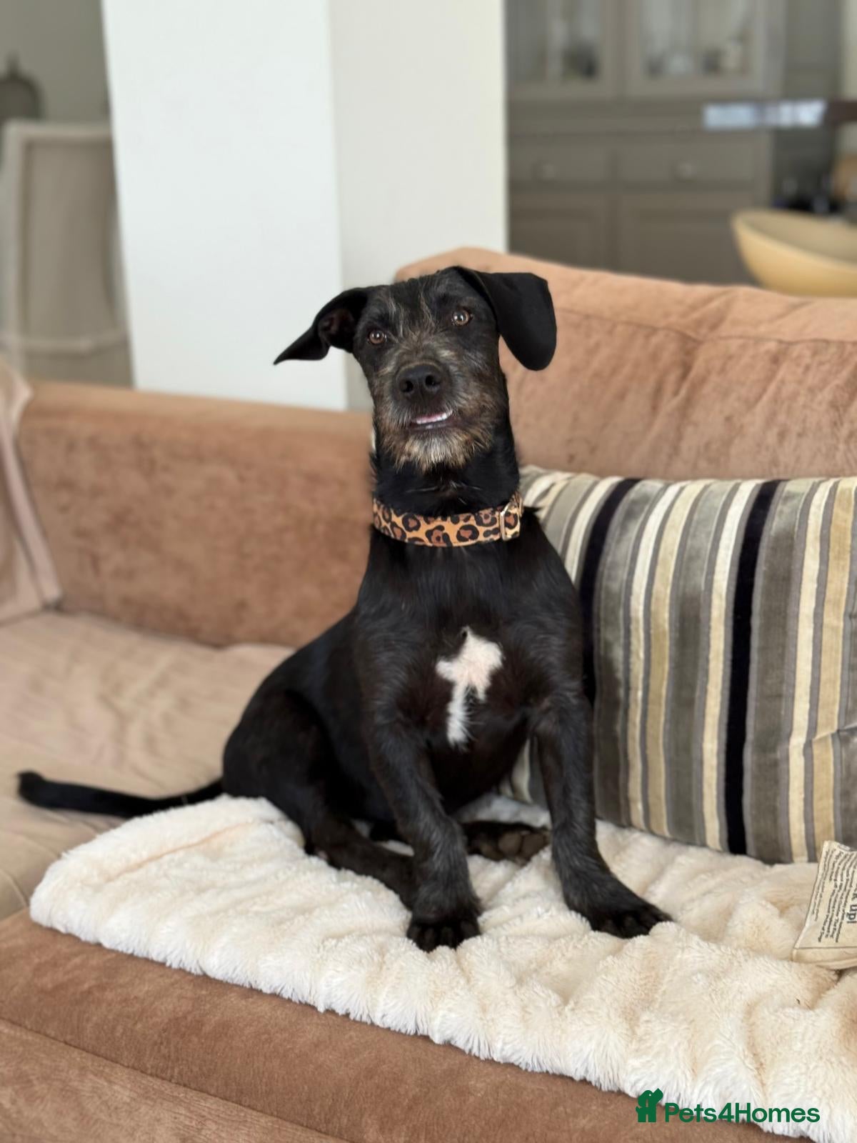 Mixed Breed dogs Funny Little Fritz - reserved - Advert 12