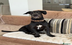 Mixed Breed dogs for adoption: Funny Little Fritz - Image 1