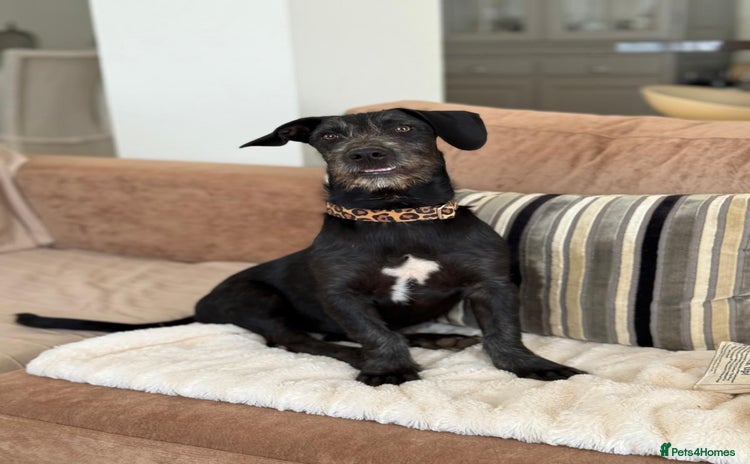 Mixed Breed dogs - Advert 2