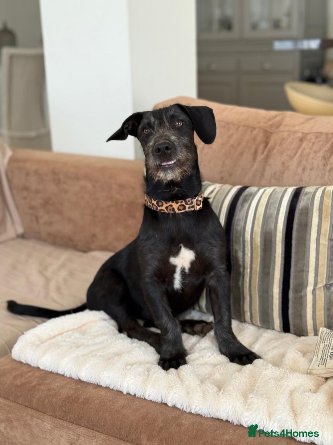 Mixed Breed dogs for adoption: Funny Little Fritz - Image 1