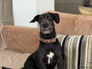 Mixed Breed dogs - Advert 6