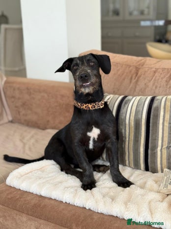 Mixed Breed dogs Funny Little Fritz - reserved - Advert 14