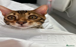 Bengal cats for sale: ❕Bengal cat for sale❕ - Image 6