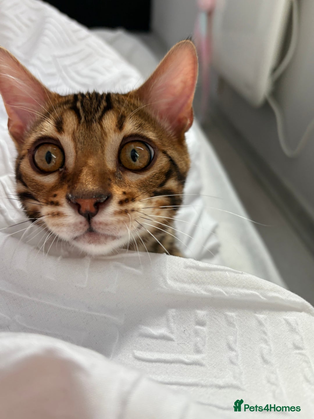 Bengal cats for sale: ❕Bengal cat for sale❕ - Image 6