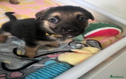 German Shepherd dogs for sale: ADORABLE GERMAN SHEPHERD PUPPIES! 😍 - Image 5