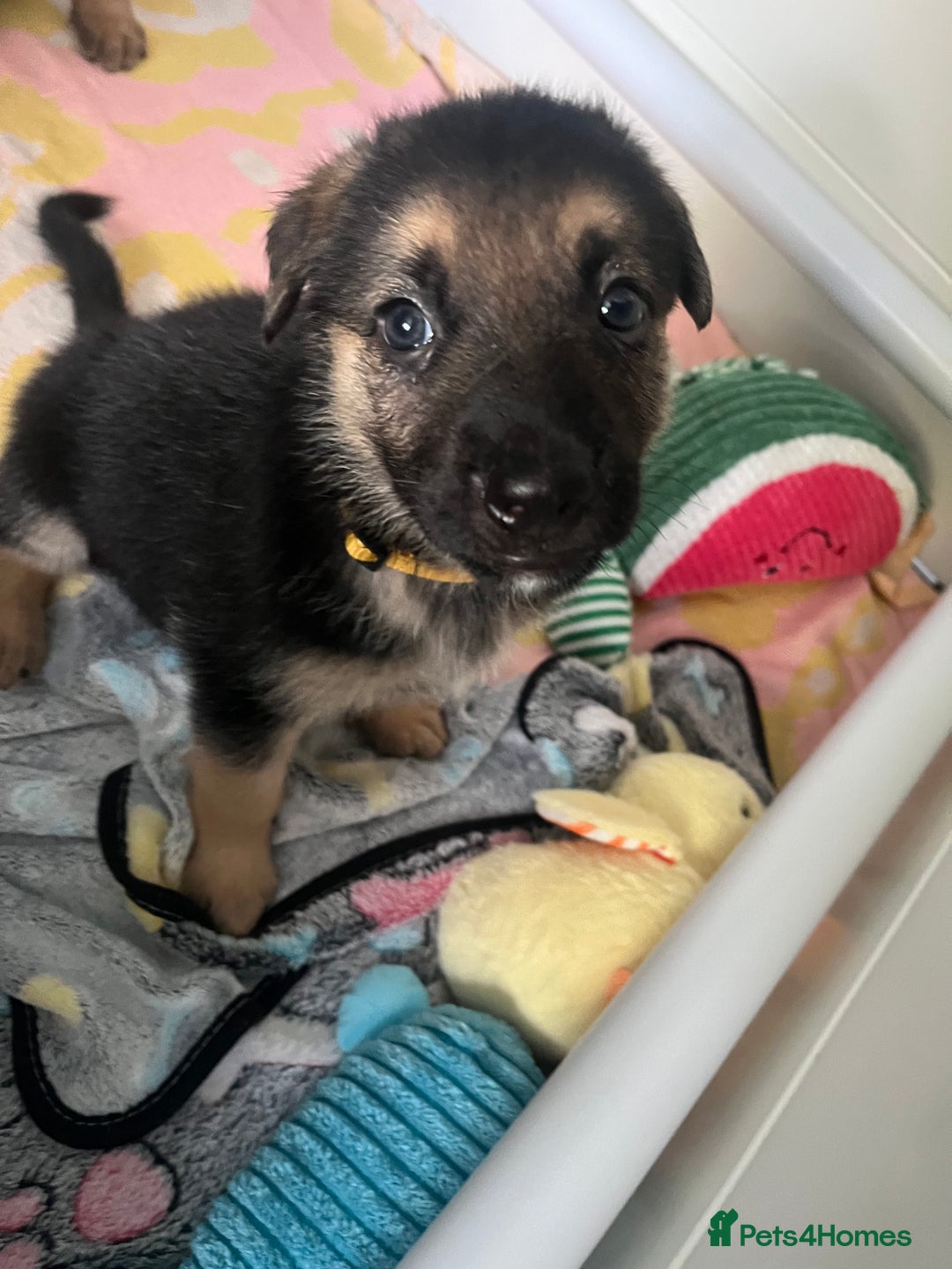 German Shepherd dogs for sale: ADORABLE GERMAN SHEPHERD PUPPIES! 😍 - Image 5