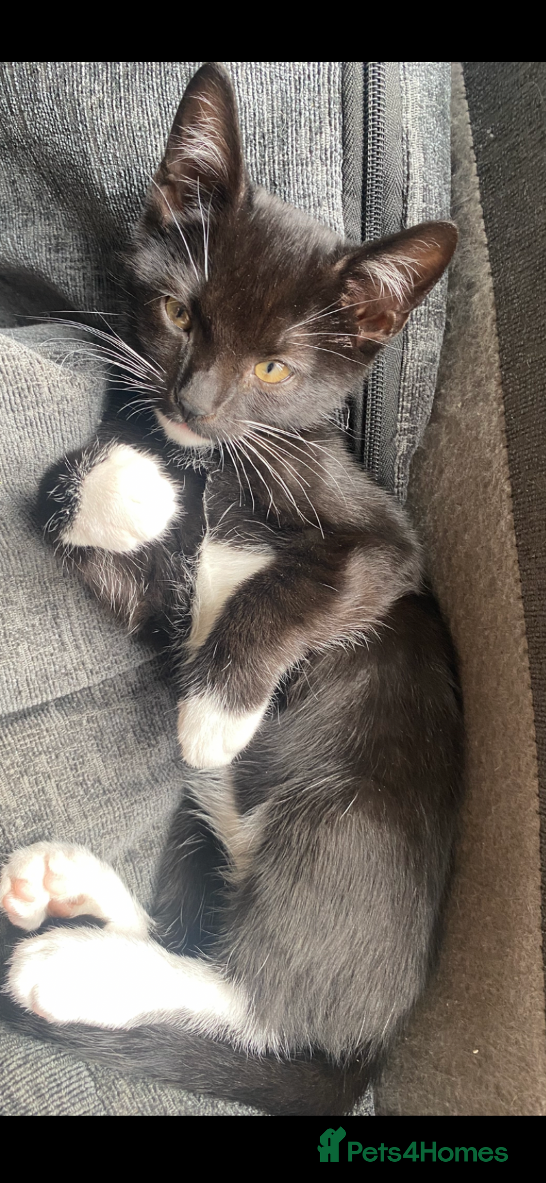 Mixed Breed cats for sale: 2 kittens left ready now! - Image 2