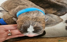 Mixed Breed dogs for sale: 8 Puppies - 3/4 blue staff 1/4 whipit  in Cradley Heath - Image 9