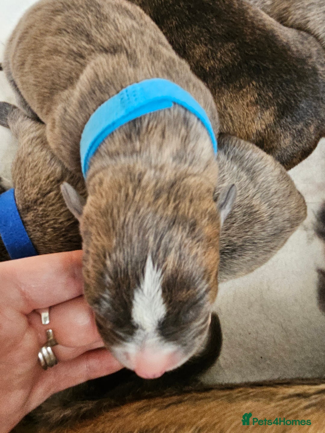 Mixed Breed dogs for sale: 8 Puppies - 3/4 blue staff 1/4 whipit  in Cradley Heath - Image 9