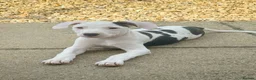 Mixed Breed dogs for sale: 1 boy & 1 girl  - Advert 4