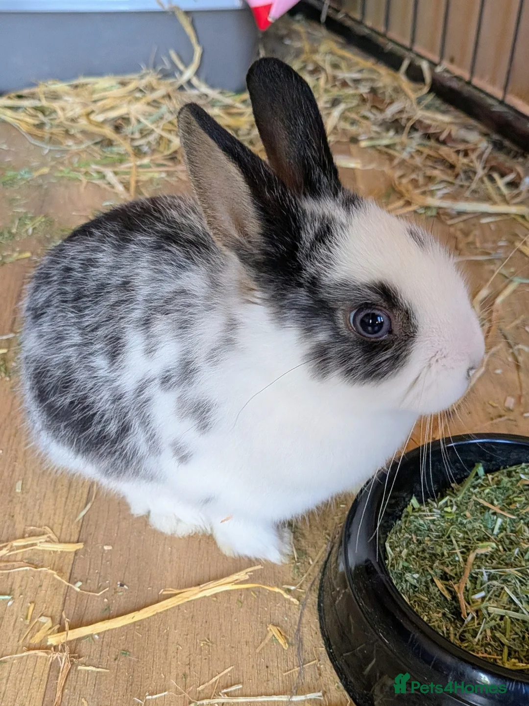 Mixed Breed rabbits for sale: 2 baby bunnies for sale in Huntingdon - Advert 1