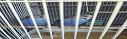 Budgerigars birds for sale: Budgies 2 for sale  - Advert 4