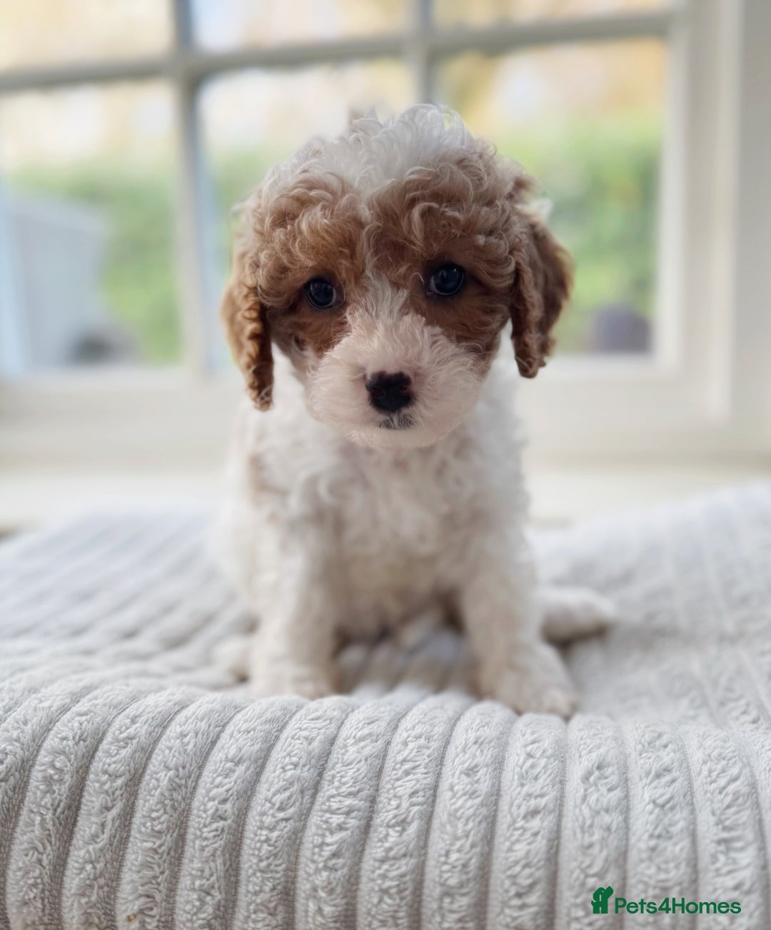 Cavapoochon dogs for sale: Cavapoochon puppies ready to leave 23 December  - Advert 11