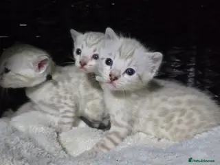 Bengal cats 🔥Outstanding Seal lynx and brown bengal kittens🔥 - Advert 18