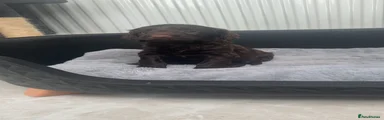 Cockapoo 6