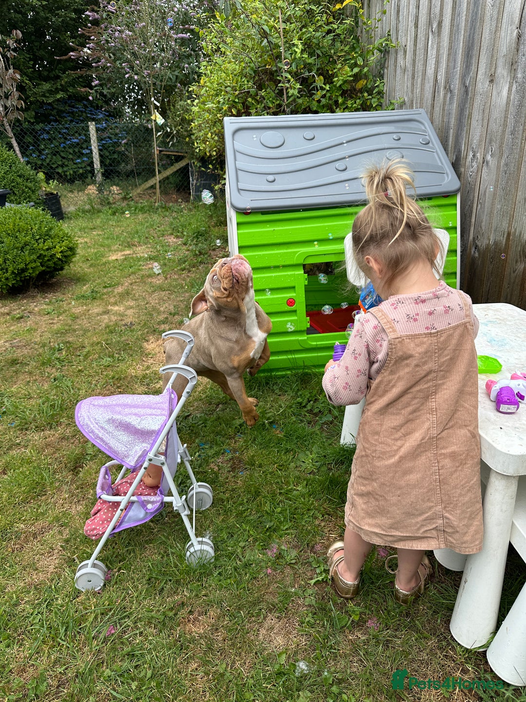English Bulldog dogs for sale: 1 year old English bulldog - read description! - Image 4