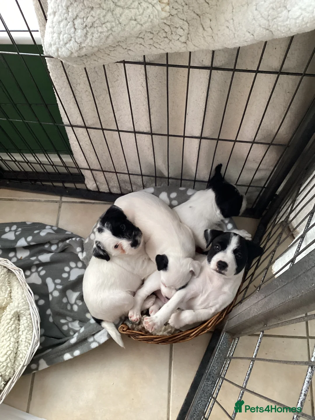 Jack Russell dogs for sale: Jack Russell pups - Advert 2
