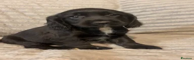 Cocker Spaniel 1