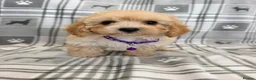 Maltipoo dogs for sale: Happy,loving affectionate Health Tested Maltipoo’s - Advert 21