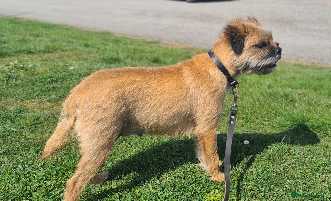 Border Terrier dogs for sale: Pedigree Border Terrier Puppies - Advert 2