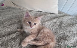 Maine Coon cats for sale: Beautiful full Maine Coon kittens ready now 😻 - Image 5