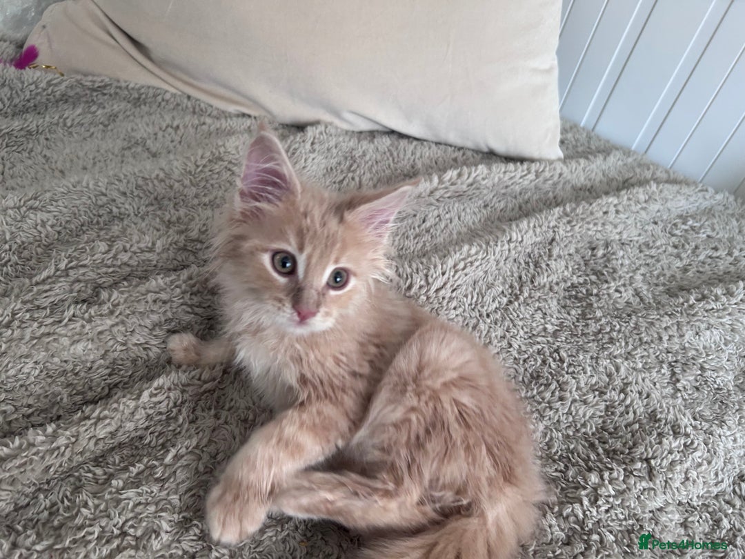 Maine Coon cats for sale: Beautiful full Maine Coon kittens ready now 😻 - Image 5
