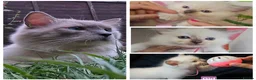 Ragdoll cats for sale: 3 girls and 2 boys ragdoll kitten ready 4 new home in Welwyn Garden City - Advert 2