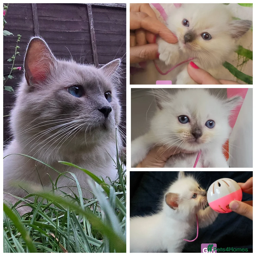 Ragdoll cats for sale: 3 girls and 2 boys ragdoll kitten ready 4 new home in Welwyn Garden City - Advert 2