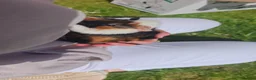 Guinea Pig rodents for sale: Two female guinea pigs and hutch  in Sleaford - Advert 1