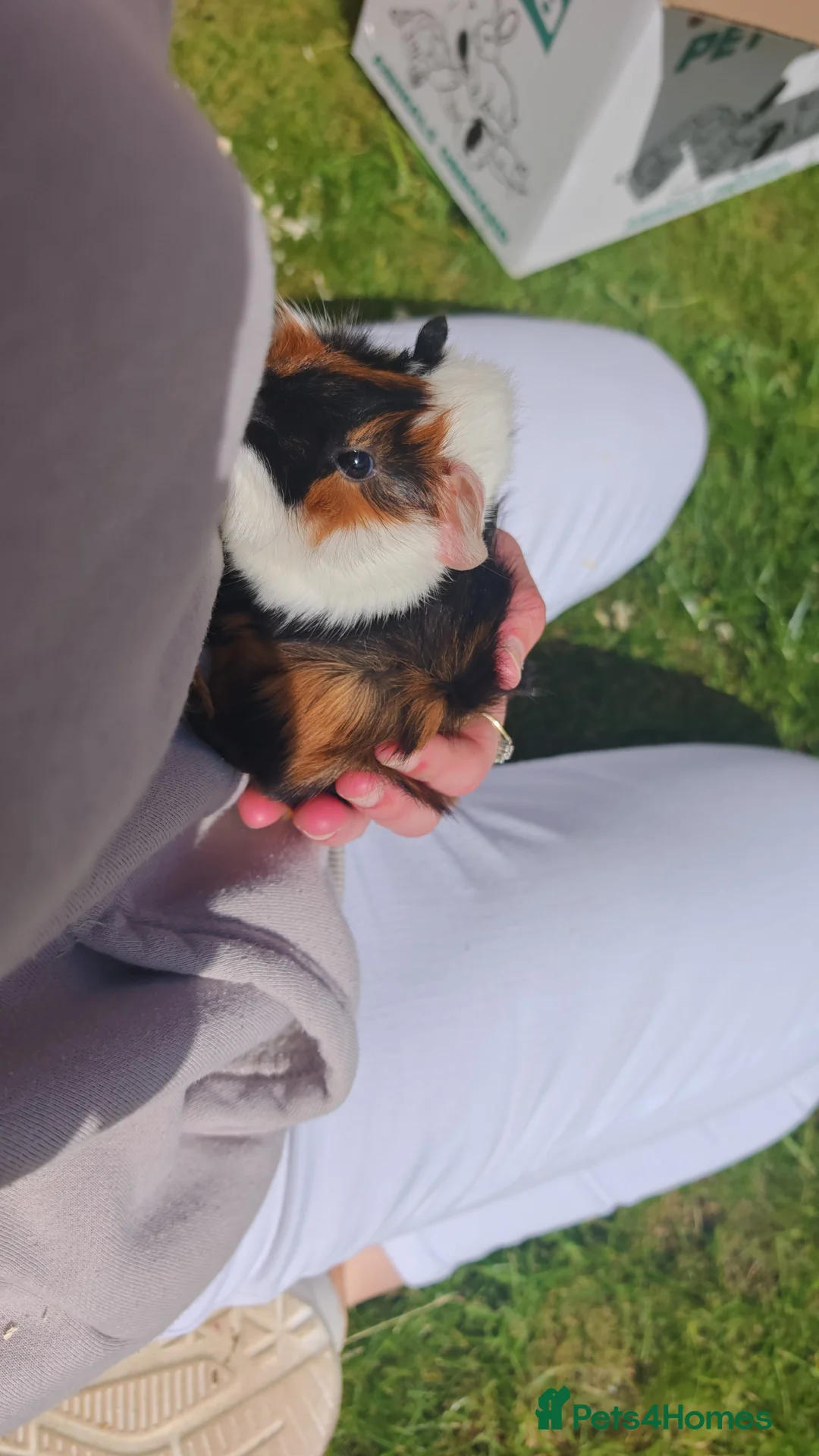 Guinea Pig rodents for sale: Two female guinea pigs and hutch  in Sleaford - Advert 1