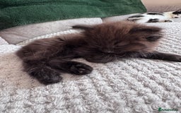 British Longhair cats for sale: 4 beautiful kittens - Image 10