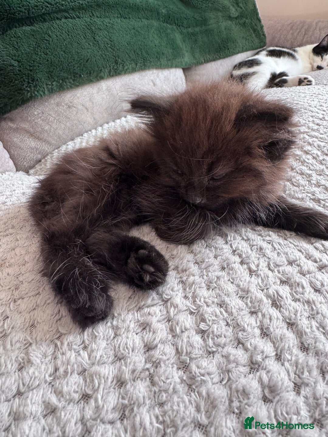 British Longhair cats for sale: 4 beautiful kittens - Image 10