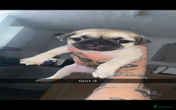 Pug dogs for sale: 5 lovely pug puppies in Redcar - Image 6