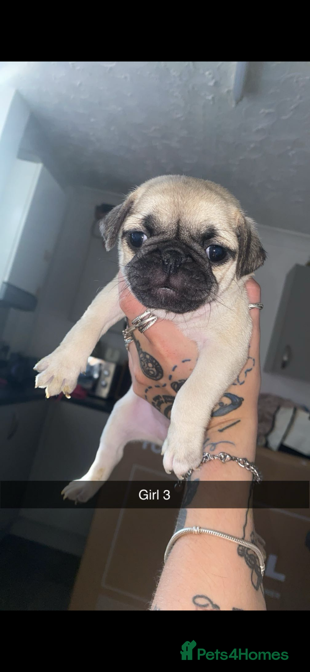 Pug dogs for sale: 5 lovely pug puppies in Redcar - Image 6