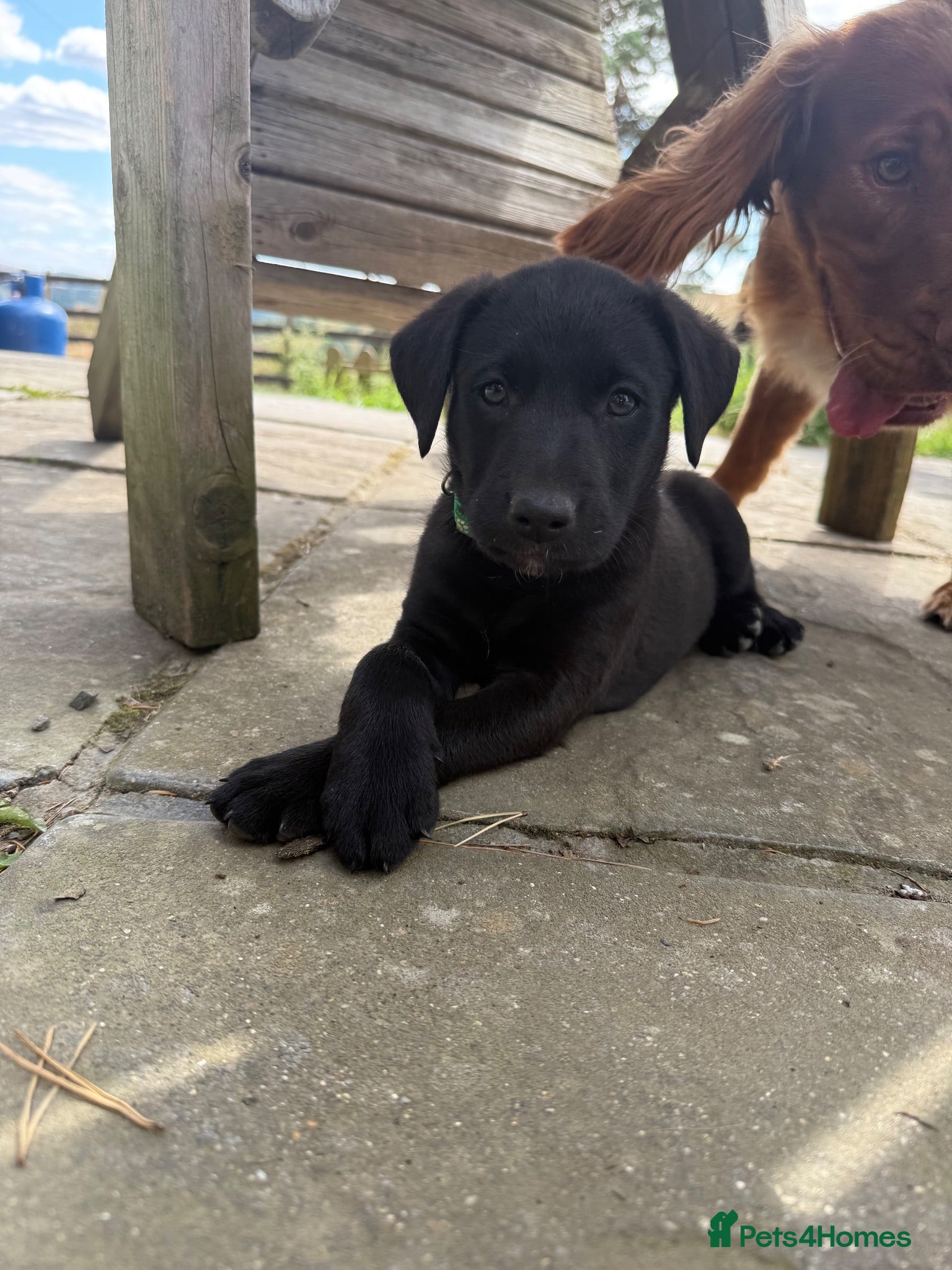 Borador dogs Stunning Lab x Collie, cream, black & chocolate! - Advert 1