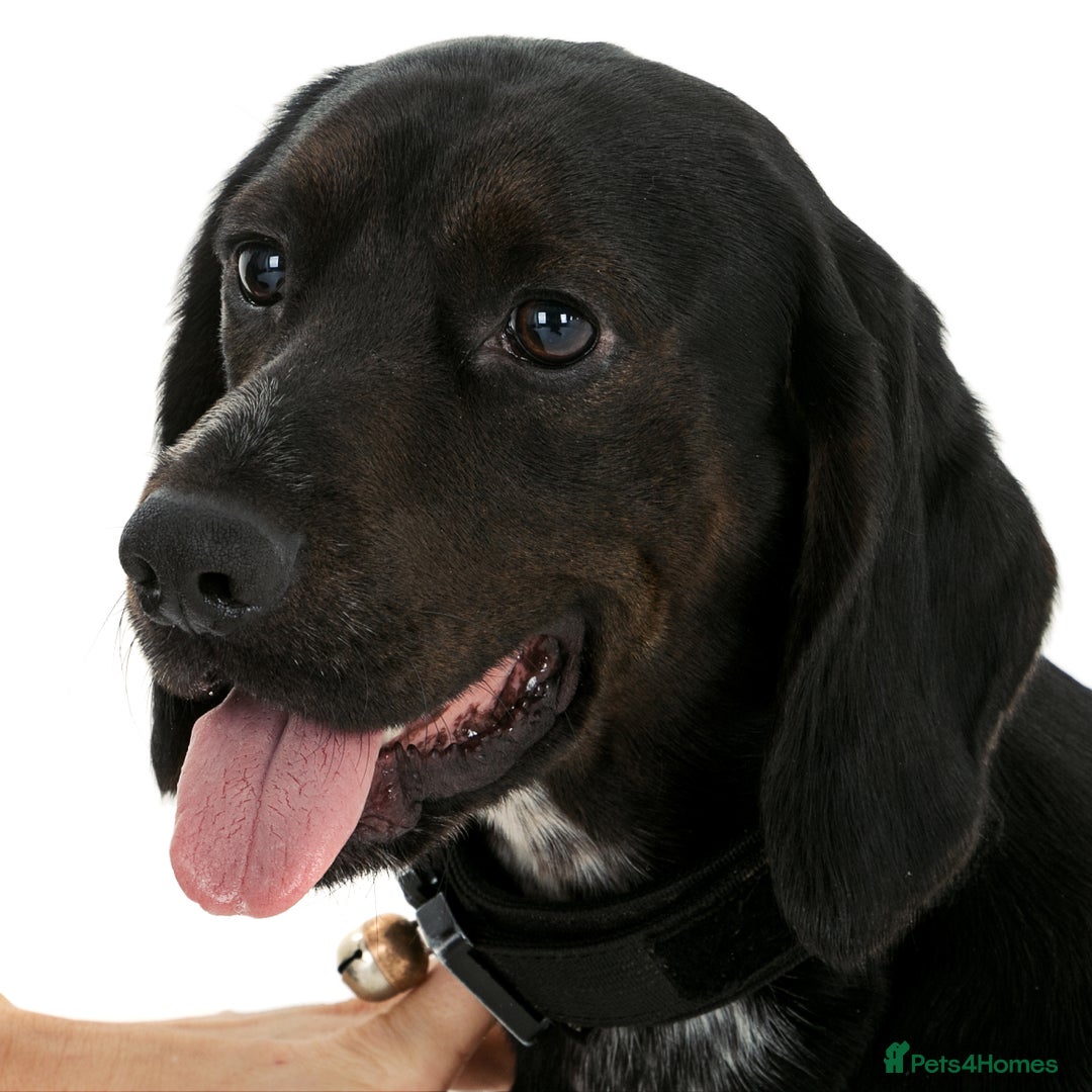 Bocker dogs for stud: Bocker (Spaniel/Beagle) for stud  in Bracknell - Image 3