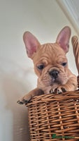 French Bulldog dogs - Advert 15