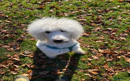 Labradoodle dogs for sale: Multigenerational Labradoodle Puppies  - Image 6