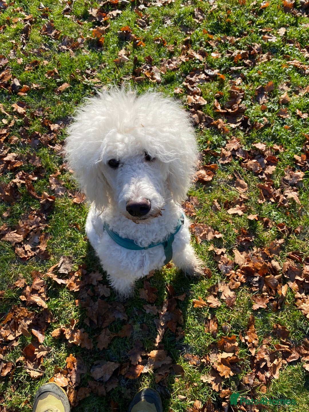 Labradoodle dogs for sale: Multigenerational Labradoodle Puppies  - Image 6