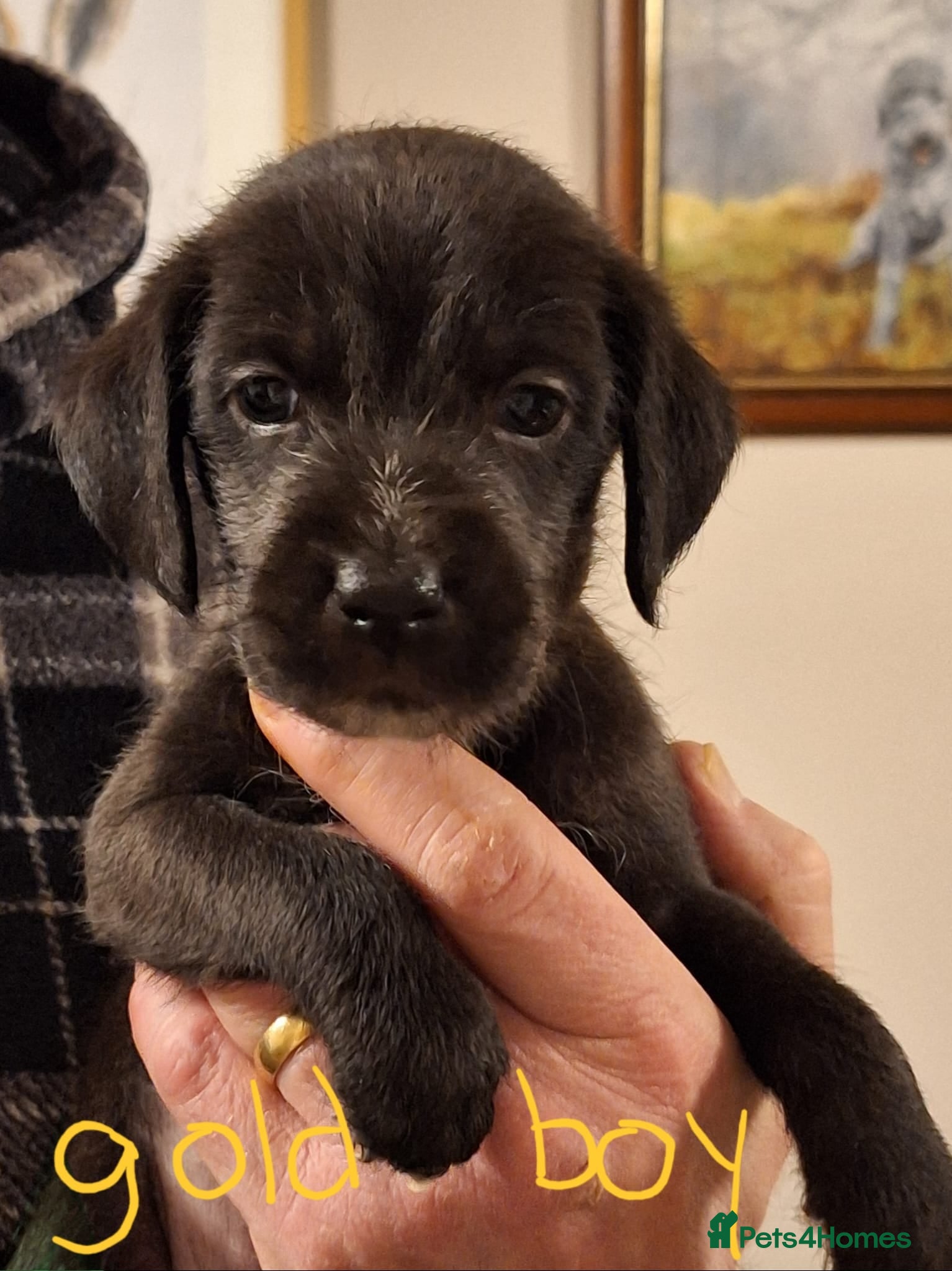 Mixed Breed dogs Bedlington x Italian greyhound pups available  - Advert 4