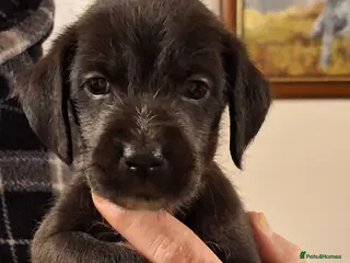 Mixed Breed dogs Bedlington x Italian greyhound pups available - Advert 4