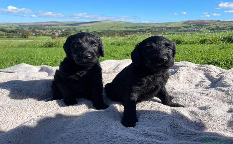 Labradoodle dogs - Advert 6