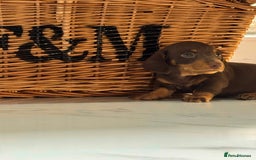 Miniature Dachshund dogs for sale: Mini Dachshund Puppy for Sale  - Image 4