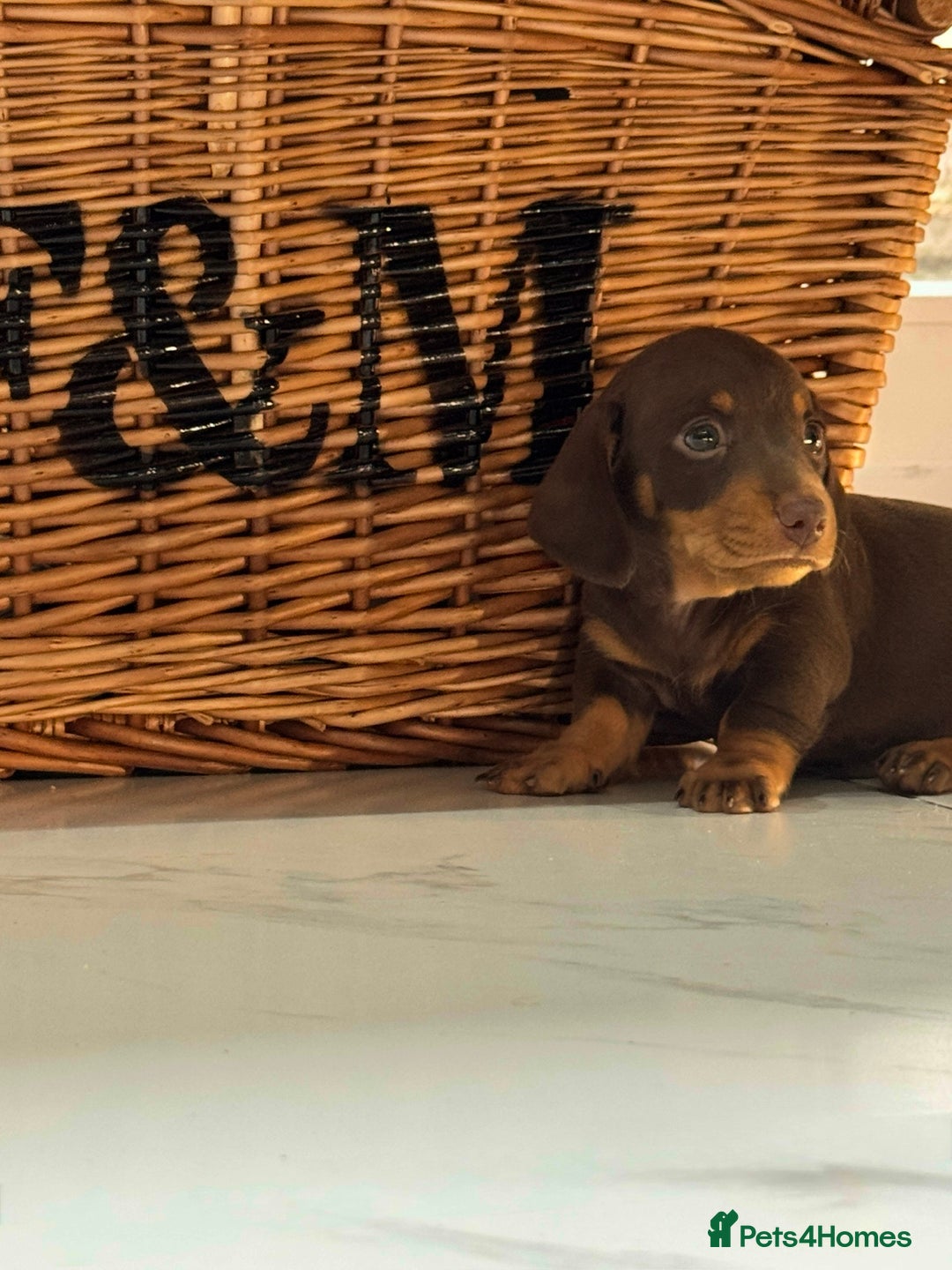 Miniature Dachshund dogs for sale: Mini Dachshund Puppy for Sale  - Image 4
