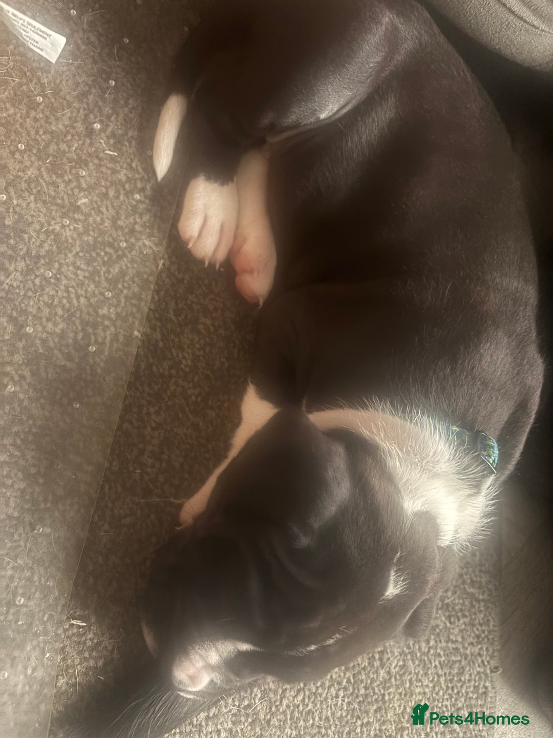 Mixed Breed dogs for sale: Cane corso puppys - Advert 39