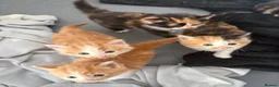 Mixed Breed cats for sale: Beautiful Tabby Cross Ragdoll Kittens  - Advert 22