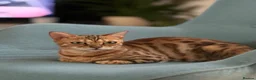 Mixed Breed cats for sale: Adorable Kittens  Little Fox Girls & 1 Cartoon Boy - Advert 1