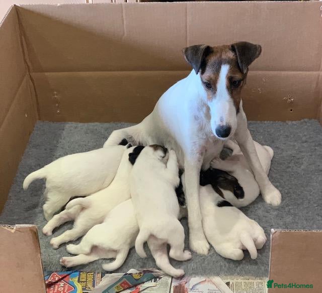 Fox Terrier dogs for sale: Both parents are top winning pedigree dogs - Advert 2
